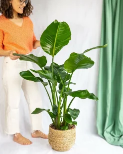 La Green Touch - Grand strelitzia nicolai 100cm - plante d'intérieur Sale