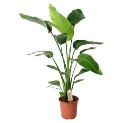 La Green Touch - Grand strelitzia nicolai 100cm - plante d'intérieur Sale