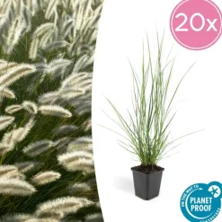 La Green Touch Plantes Vivaces | - Géranium macrorrhizum czakor x 40