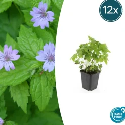La Green Touch - Géranium noueux x12 – entre 0,75 et 1m2 Discount