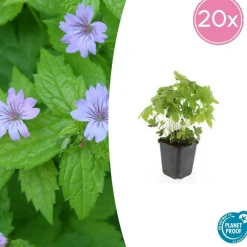 La Green Touch - Géranium noueux x20 – entre 1,25 et 1,67m2 Hot