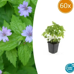 La Green Touch - Géranium noueux x60 – entre 3,75 et 5m2 New