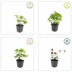La Green Touch - Géranium noueux x60 – entre 3,75 et 5m2 New