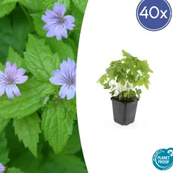 La Green Touch - Géranium noueux x60 – entre 3,75 et 5m2 New