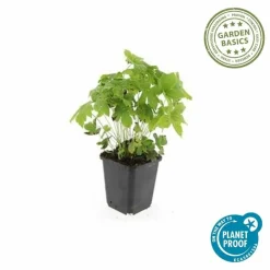 La Green Touch - Géranium noueux x6 – entre 0,38 et 0,5m2 Outlet