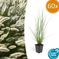 La Green Touch - Géranium rhizomateux ingwersen x 12 Discount