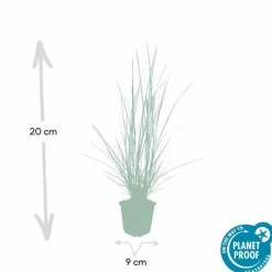 La Green Touch - Géranium rhizomateux ingwersen x 12 Discount