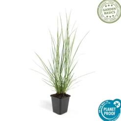 La Green Touch - Géranium rhizomateux ingwersen x 12 Discount