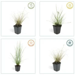 La Green Touch - Géranium rhizomateux ingwersen x 12 Discount