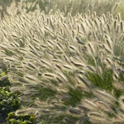 La Green Touch - Géranium rhizomateux ingwersen x 12 Discount