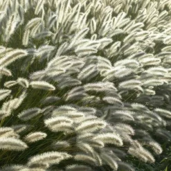 La Green Touch - Géranium rhizomateux ingwersen x 12 Discount