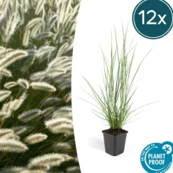 La Green Touch - Géranium rhizomateux ingwersen x 12 Discount