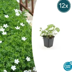 La Green Touch - Géranium sanguin 'album' x12 – entre 0,75 et 1m2 Clearance