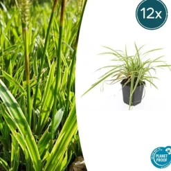 La Green Touch - Géranium sanguin 'album' x12 – entre 0,75 et 1m2 Clearance