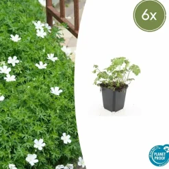 La Green Touch - Géranium sanguin 'album' x6 – entre 0,38 et 0,5m2 Outlet