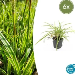 La Green Touch - Géranium sanguin 'album' x6 – entre 0,38 et 0,5m2 Outlet
