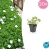 La Green Touch - Géranium sanguin 'album' x20 – entre 1,25 et 1,67m2 New