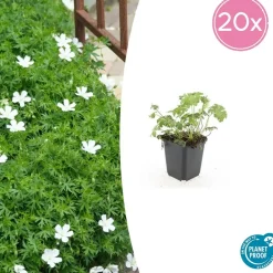 La Green Touch - Géranium sanguin 'album' x20 – entre 1,25 et 1,67m2 New