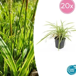 La Green Touch - Géranium sanguin 'album' x20 – entre 1,25 et 1,67m2 New
