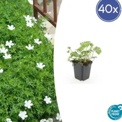 La Green Touch Plantes Vivaces | - Géranium sanguin 'album' x40 – entre 2,5 et 3,33m2