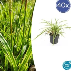 La Green Touch Plantes Vivaces | - Géranium sanguin 'album' x40 – entre 2,5 et 3,33m2