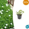 La Green Touch - Géranium sanguin 'album' x60 – entre 3,75 et 5m2 New