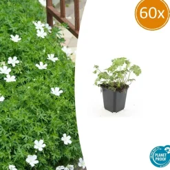 La Green Touch - Géranium sanguin 'album' x60 – entre 3,75 et 5m2 New