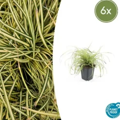 La Green Touch - Géranium sanguin 'album' x60 – entre 3,75 et 5m2 New