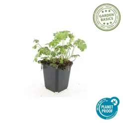 La Green Touch - Géranium sanguin 'album' x60 – entre 3,75 et 5m2 New