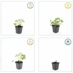 La Green Touch - Géranium sanguin 'album' x60 – entre 3,75 et 5m2 New