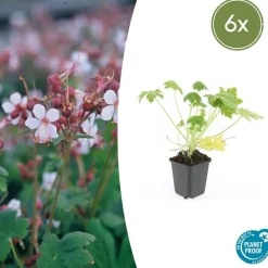 La Green Touch Plantes Vivaces | - Géranium vivace 'spessart' x6 – entre 0,38 et 0,5m2