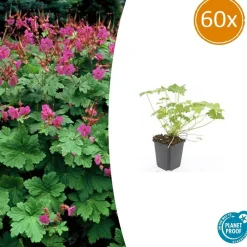 La Green Touch - Géranium vivace 'czakor' x60 – entre 3,75 et 5m2 Online