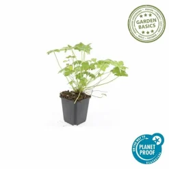 La Green Touch - Géranium vivace 'czakor' x60 – entre 3,75 et 5m2 Online