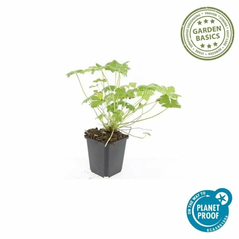 La Green Touch - Géranium vivace 'czakor' x60 – entre 3,75 et 5m2 Online