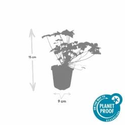 La Green Touch - Géranium vivace 'czakor' x60 – entre 3,75 et 5m2 Online