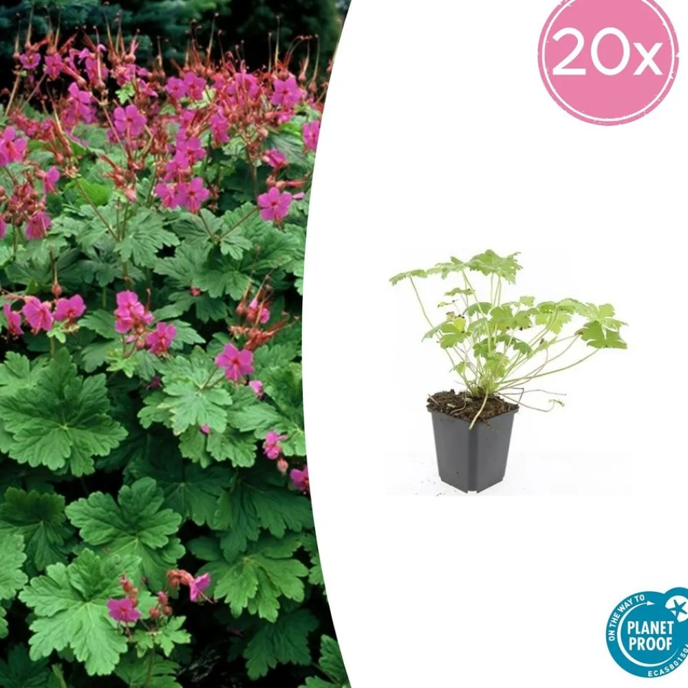 La Green Touch - Géranium vivace 'czakor' x60 – entre 3,75 et 5m2 Online