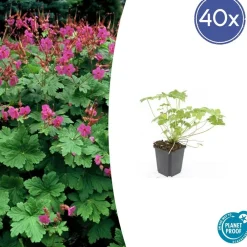 La Green Touch - Géranium vivace 'czakor' x60 – entre 3,75 et 5m2 Online