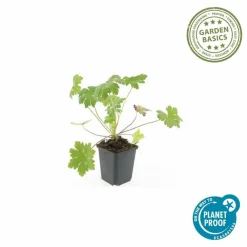 La Green Touch Plantes Vivaces | - Géranium vivace 'cambridge' x40 – entre 2,5 et 3,33m2