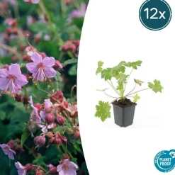 La Green Touch - Géranium vivace 'ingwersen's variety' x20 – entre 1,25 et 1,67m2 Online