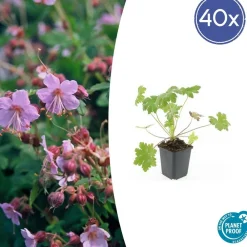 La Green Touch Plantes Vivaces | - Géranium vivace 'ingwersen's variety' x40 – entre 2,5 et 3,33m2