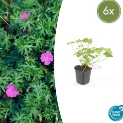 La Green Touch Plantes Vivaces | - Géranium vivace 'tiny monster' x6 – entre 0,38 et 0,5m2