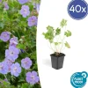 La Green Touch - Géranium vivace 'rozanne' x40 – entre 2,5 et 3,33m2 Discount