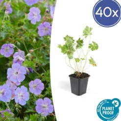 La Green Touch - Géranium vivace 'rozanne' x40 – entre 2,5 et 3,33m2 Discount