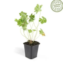 La Green Touch - Géranium vivace 'rozanne' x40 – entre 2,5 et 3,33m2 Discount