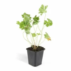 La Green Touch - Géranium vivace 'rozanne' x40 – entre 2,5 et 3,33m2 Discount