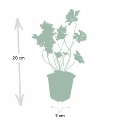 La Green Touch - Géranium vivace 'rozanne' x40 – entre 2,5 et 3,33m2 Discount