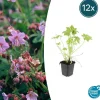 La Green Touch - Géranium vivace macrorrhizum x12 – entre 0,75 et 1m2 Discount