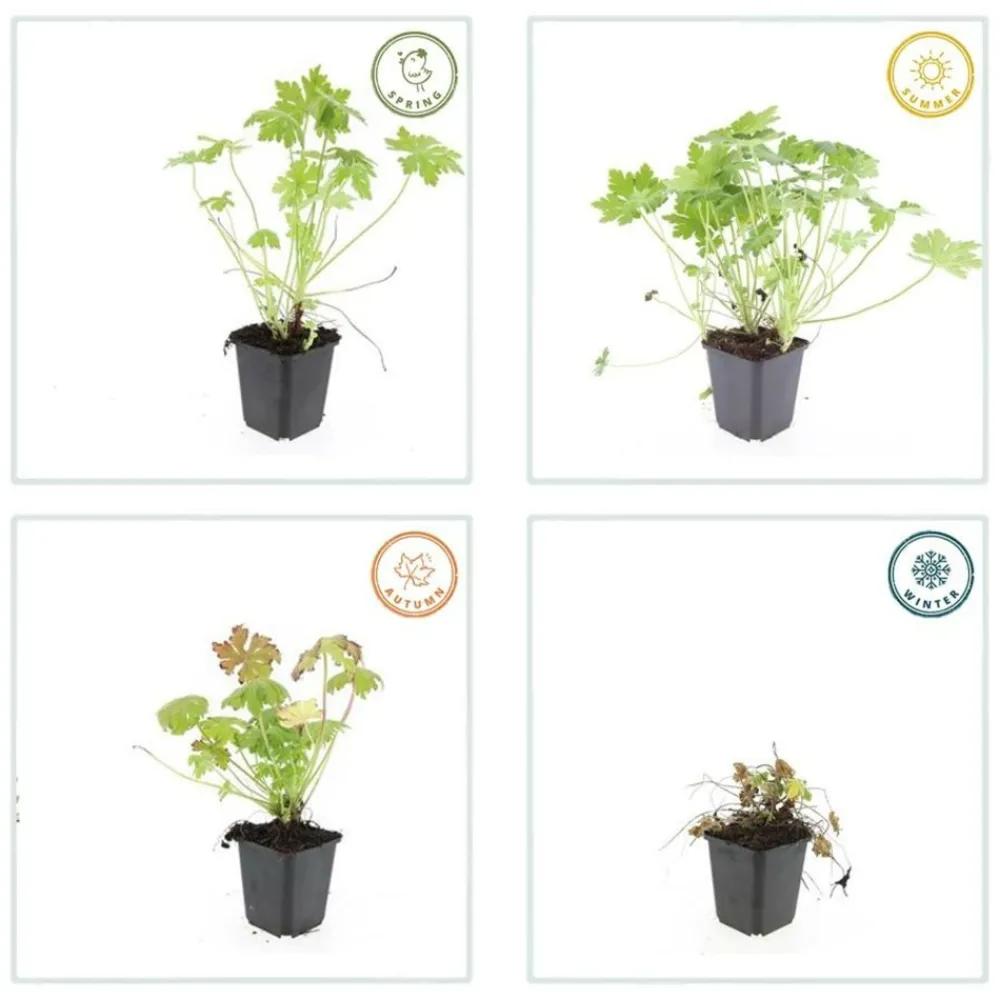 La Green Touch - Géranium vivace macrorrhizum x12 – entre 0,75 et 1m2 Discount