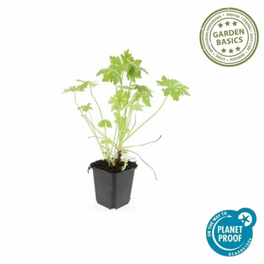 La Green Touch - Géranium vivace macrorrhizum x12 – entre 0,75 et 1m2 Discount