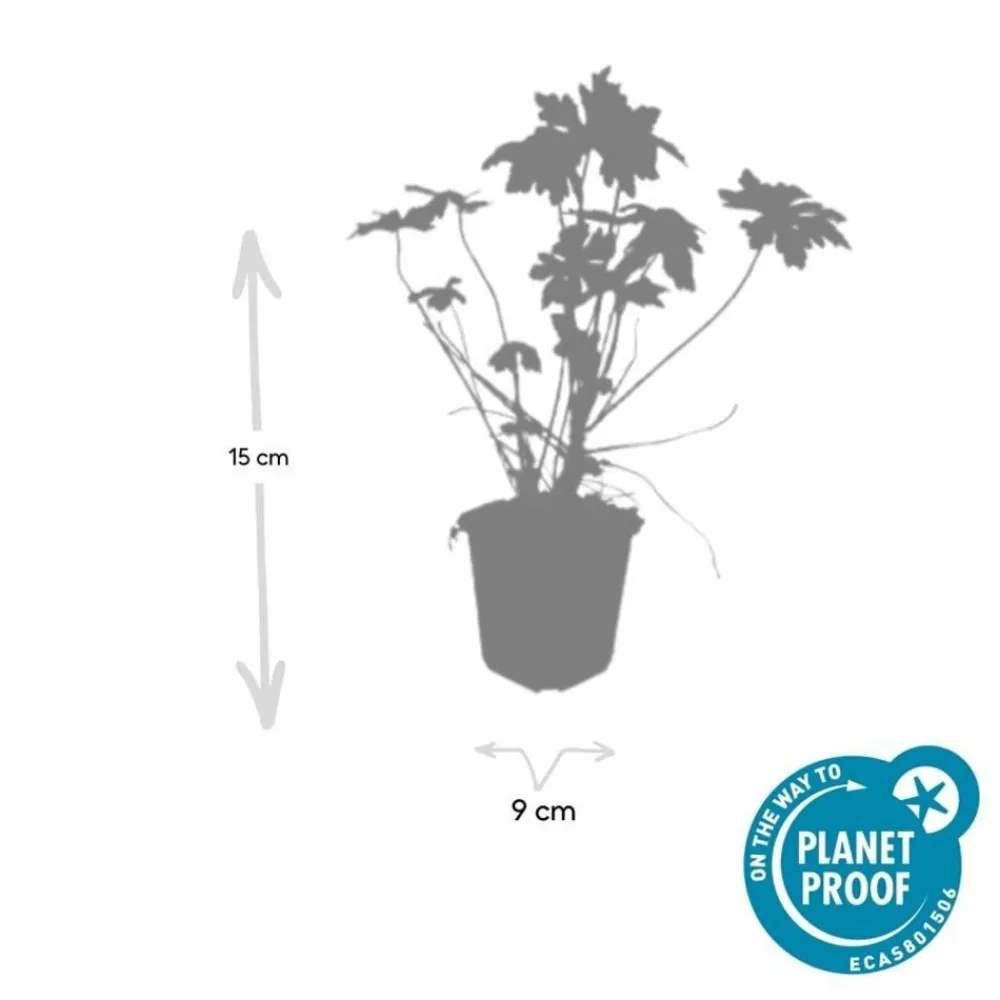 La Green Touch - Géranium vivace macrorrhizum x12 – entre 0,75 et 1m2 Discount